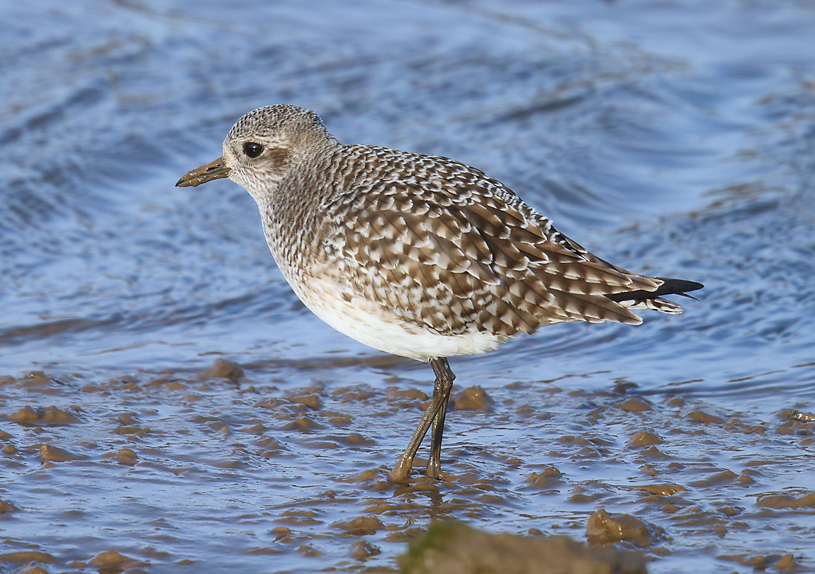 Grey Plover 2893986