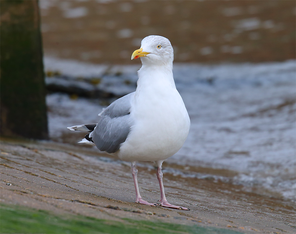 Herring Gull 1448920