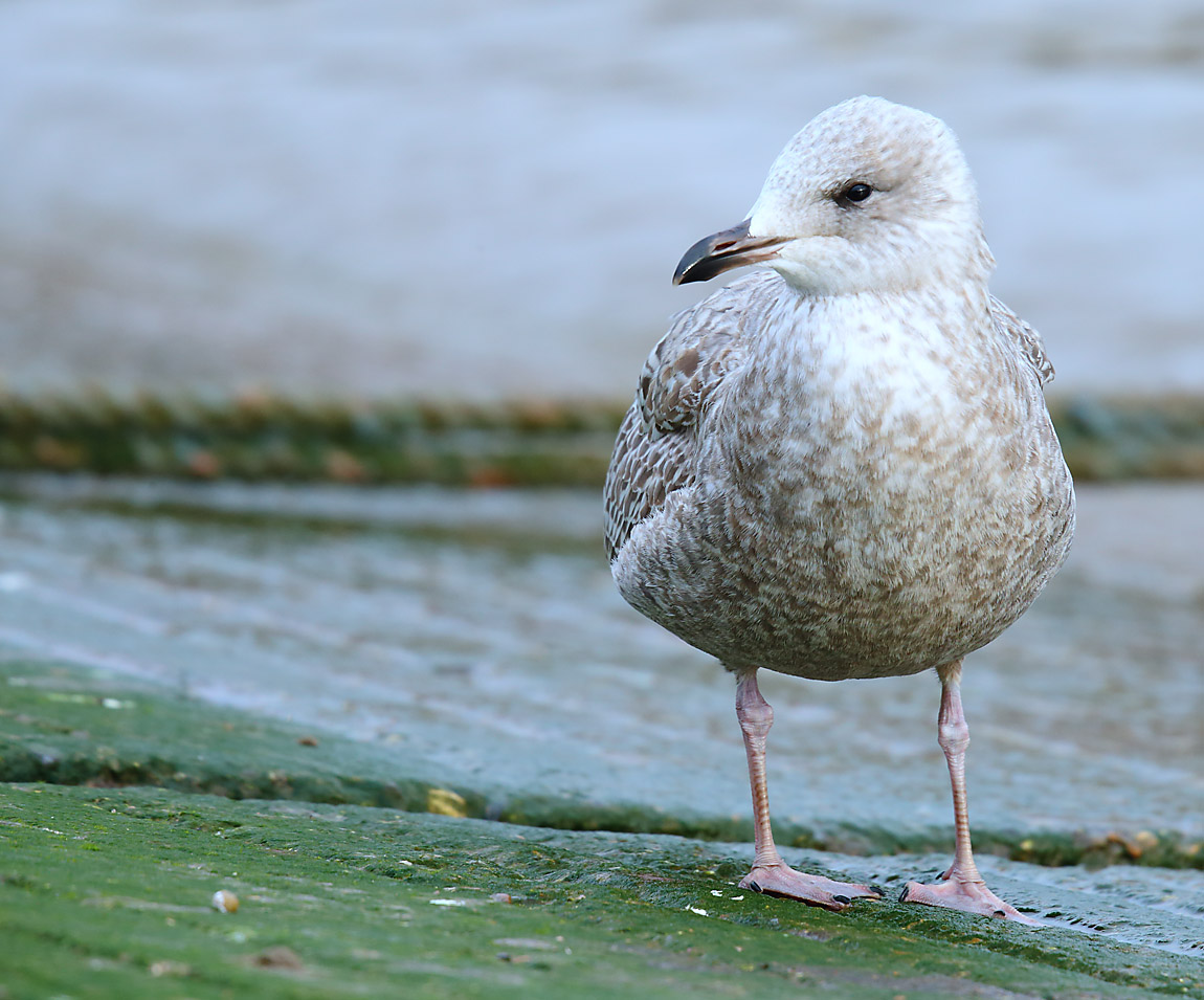 Herring Gull 1460921