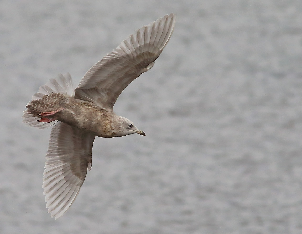 Iceland Gull 2ndw 1583932