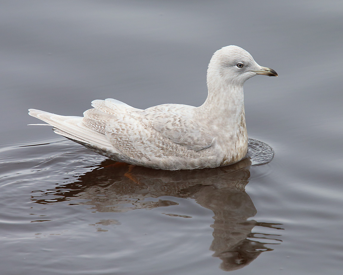 Iceland Gull 2ndw 1605930