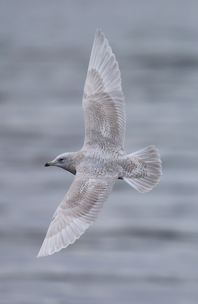 Iceland Gull 2ndw 1817939