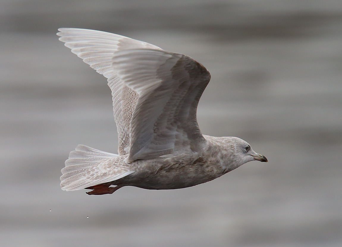 Iceland Gull 2ndw 1861940