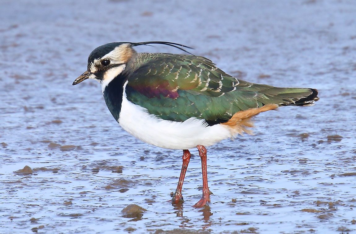 Lapwing 2748976