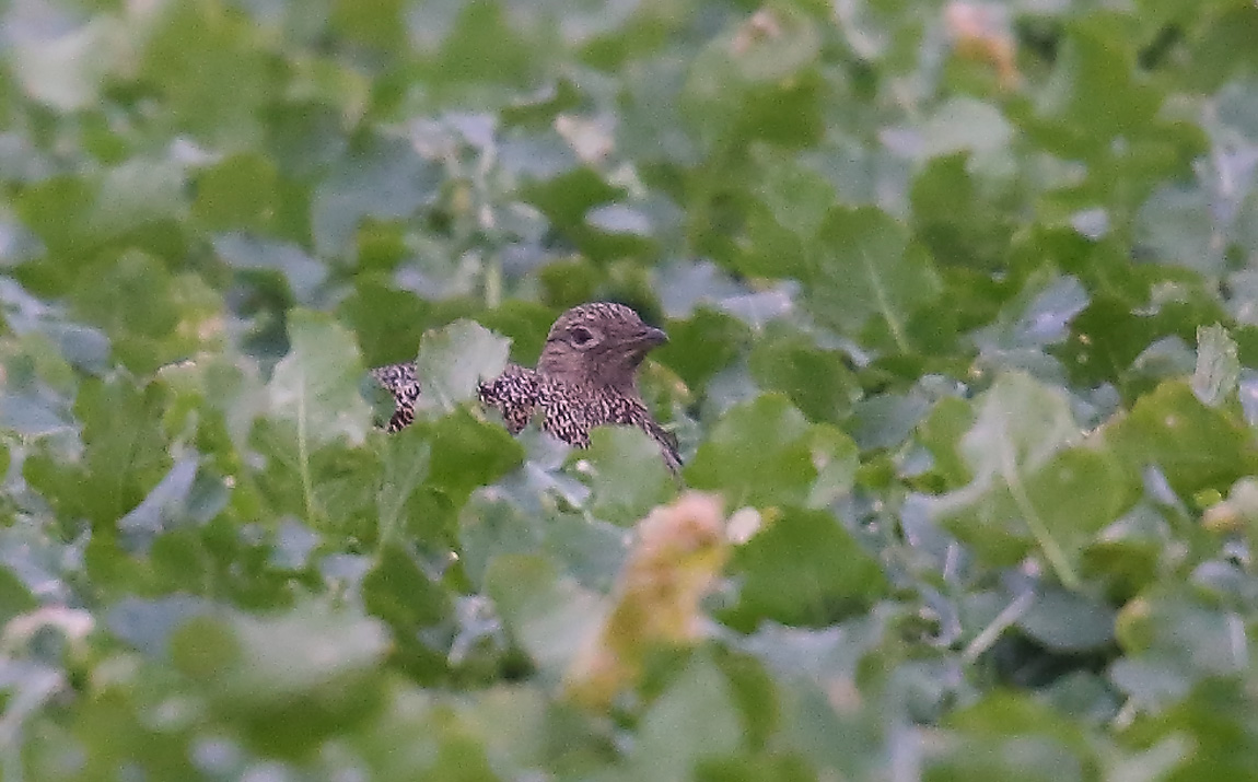 Little Bustard 1221908