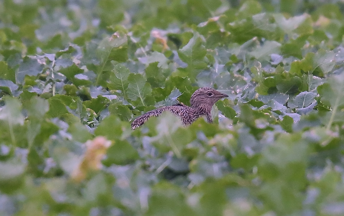 Little Bustard 1229909