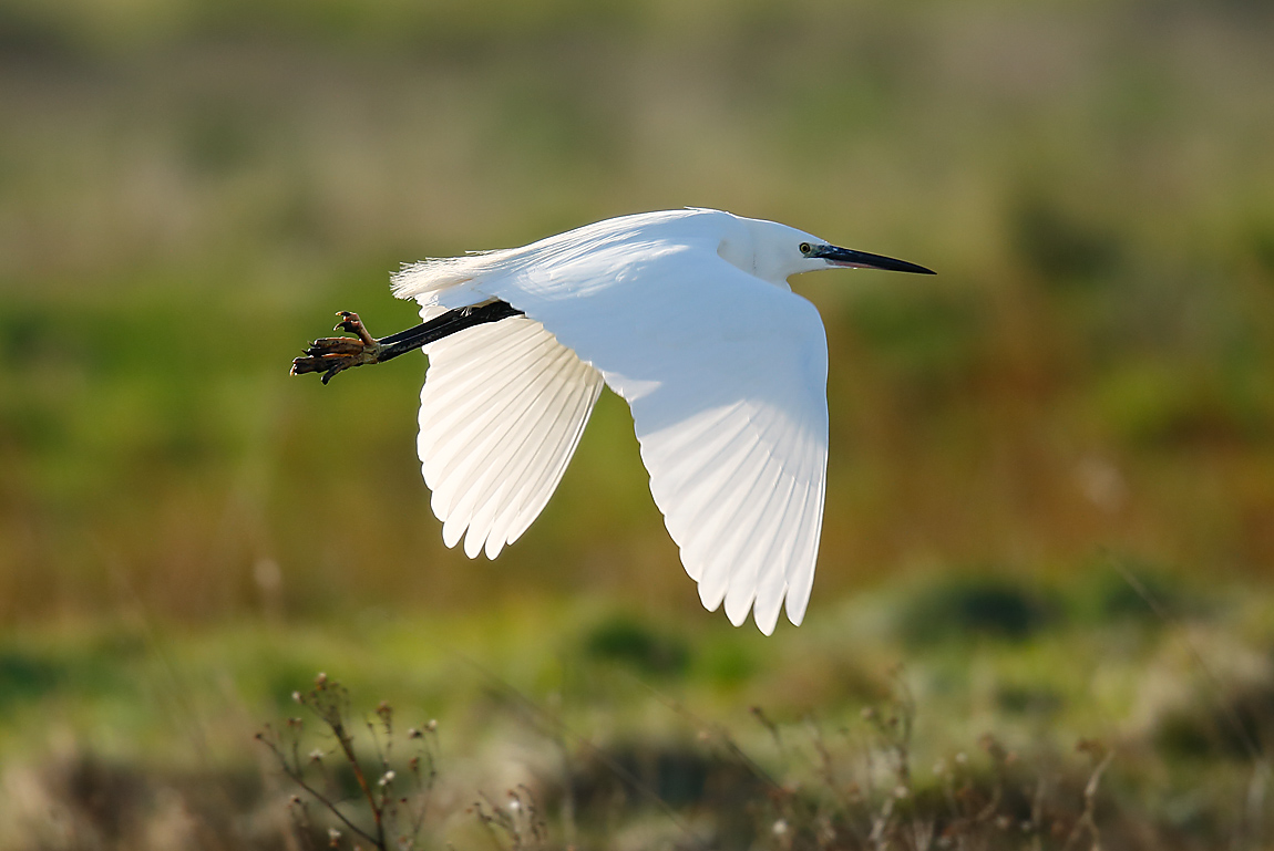 Little Egret_J4X3645