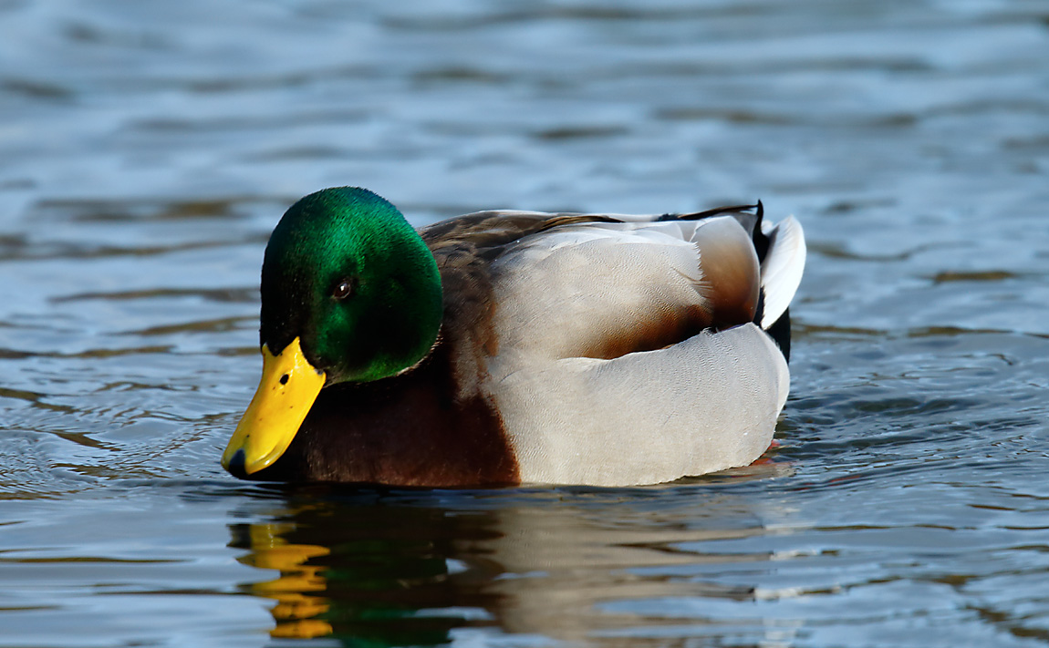 Mallard_J4X3747