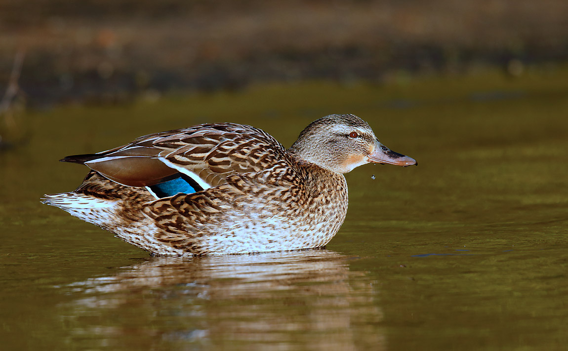 Mallard_J4X3797
