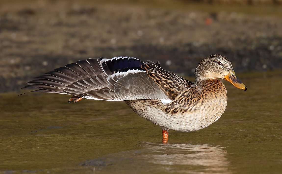 Mallard_J4X3827