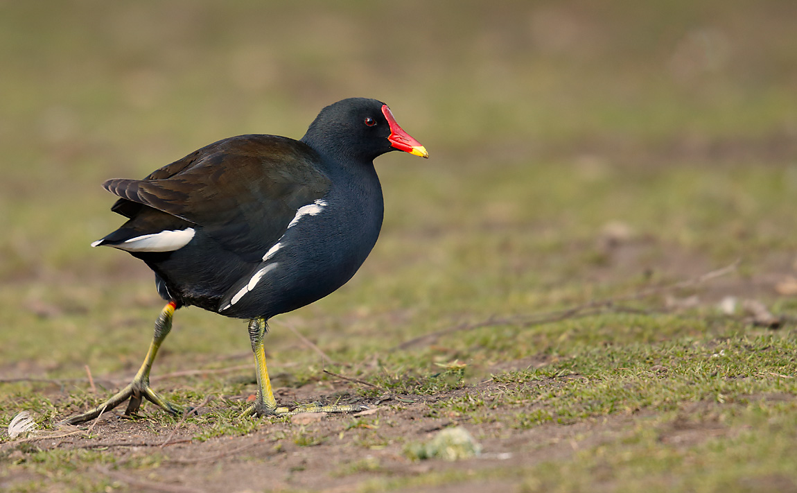 Moorhen_J4X3971