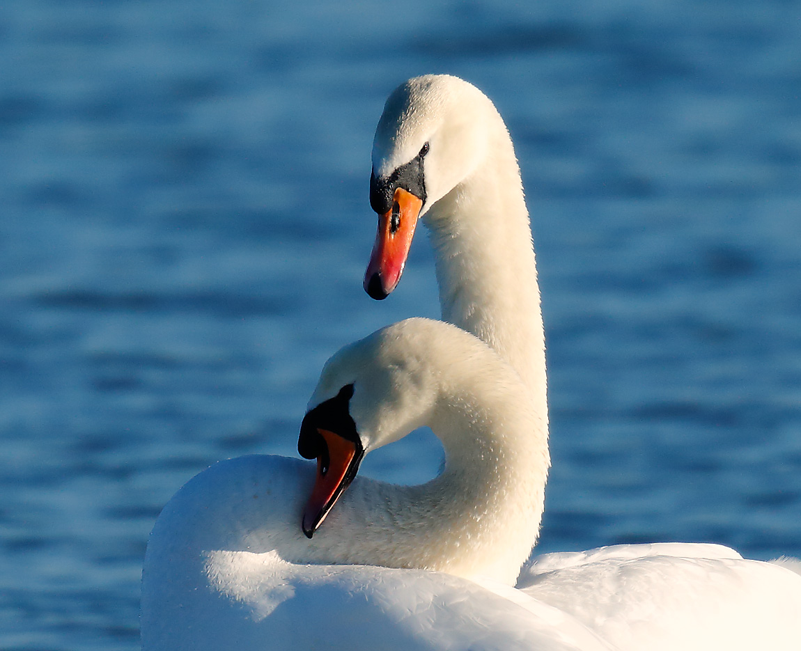 MuteSwan2 _J4X3324