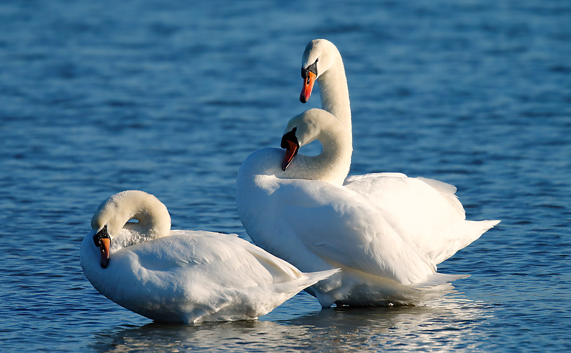 MuteSwan_J4X3324