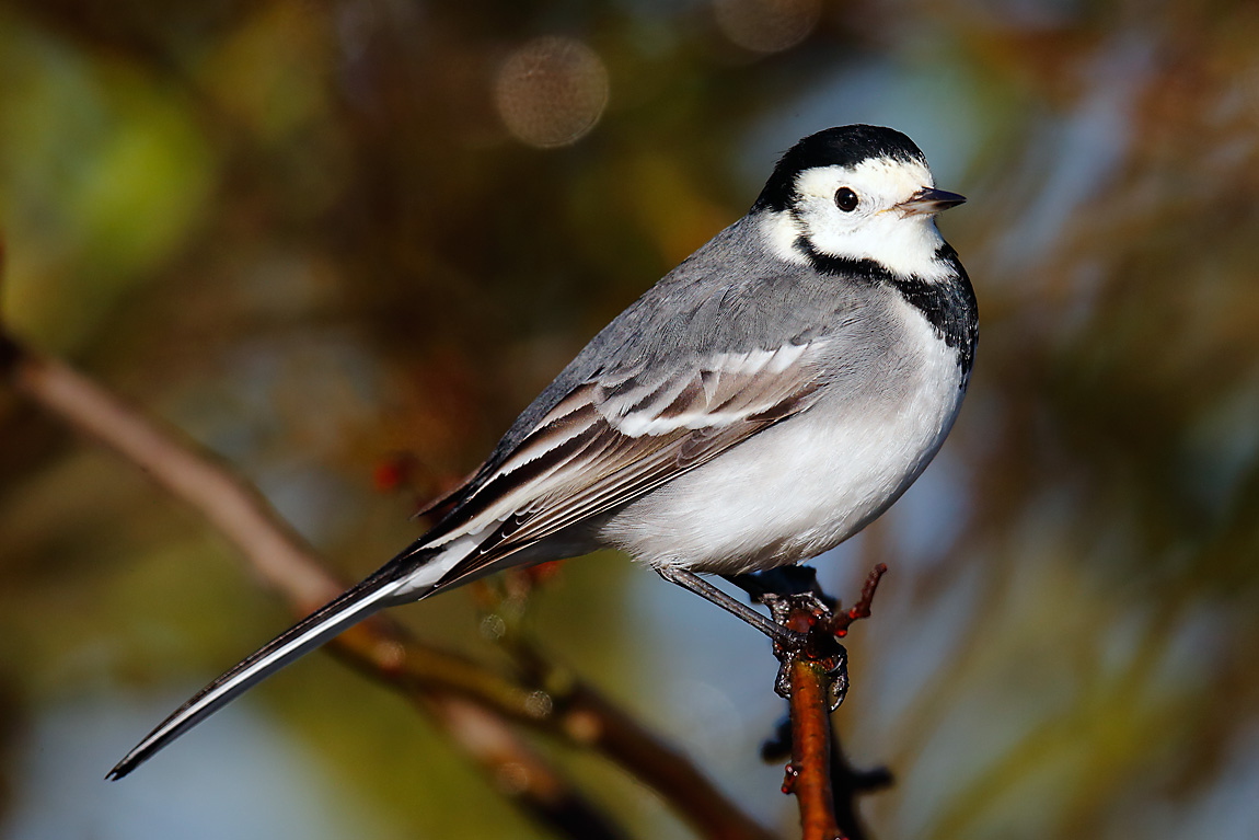 Pied Wagtail J4X2526