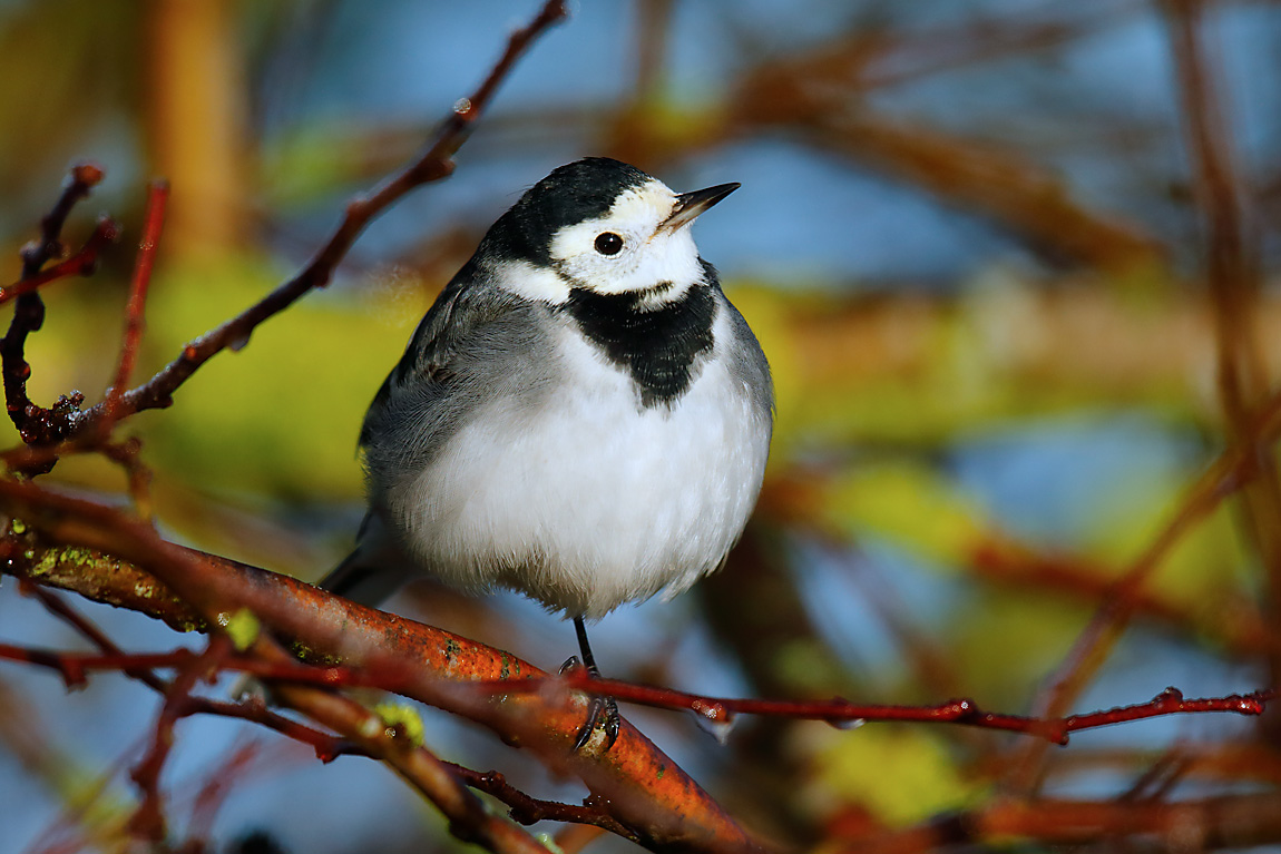 Pied WagtailJ4X2443