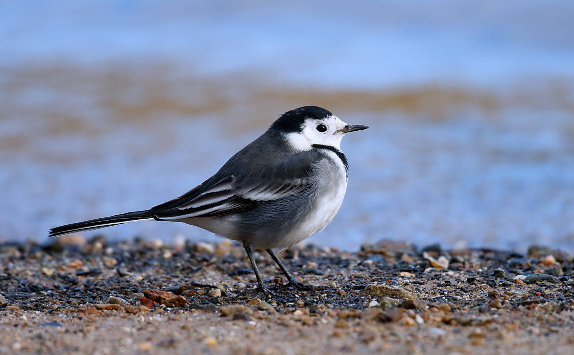 Pied Wagtail_J4X3939