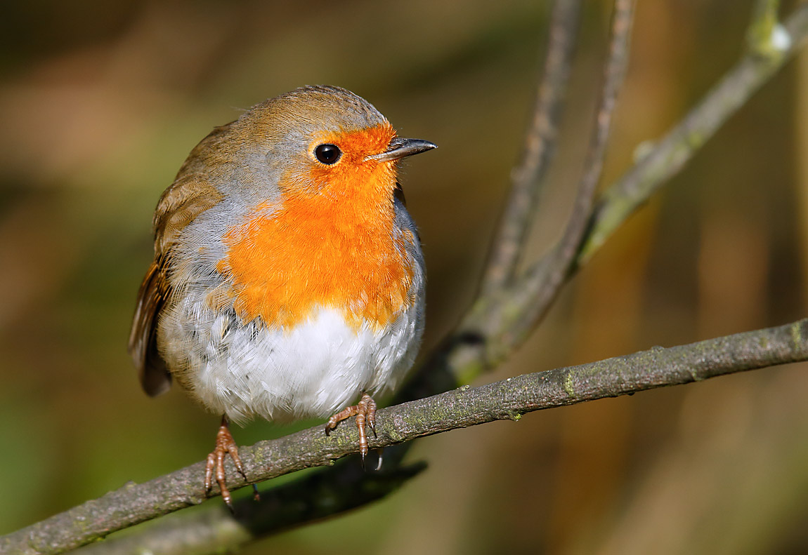 Robin_J4X3585