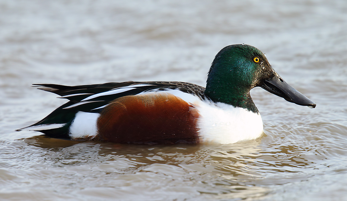 Shoveler2602969
