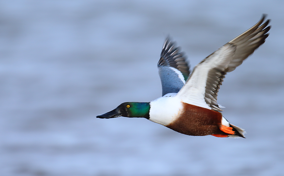 Shoveler2649970