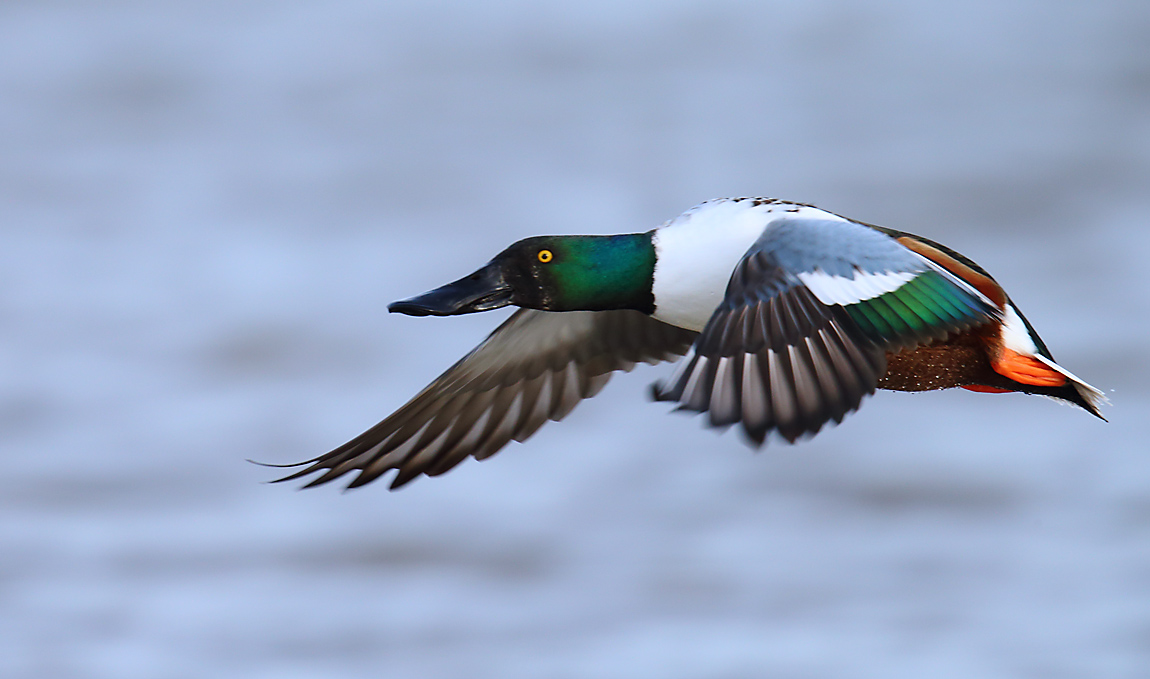 Shoveler2650971