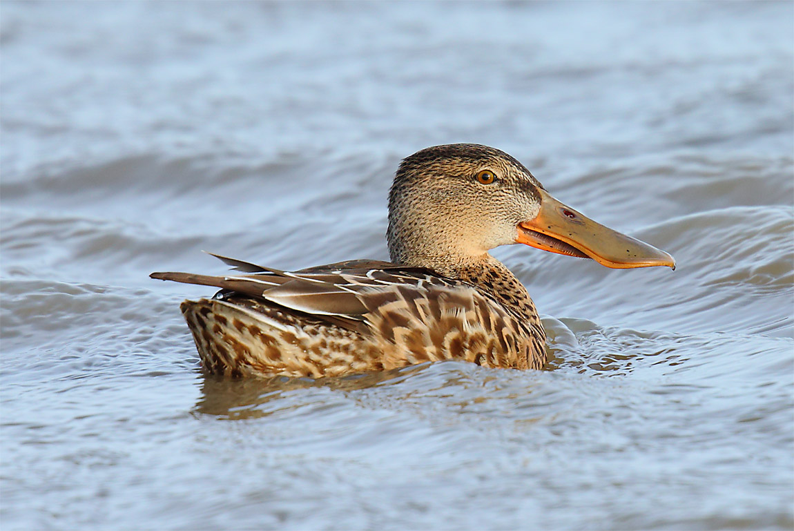 Shoveler2669973