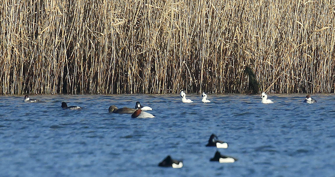 Smew_J4X3343