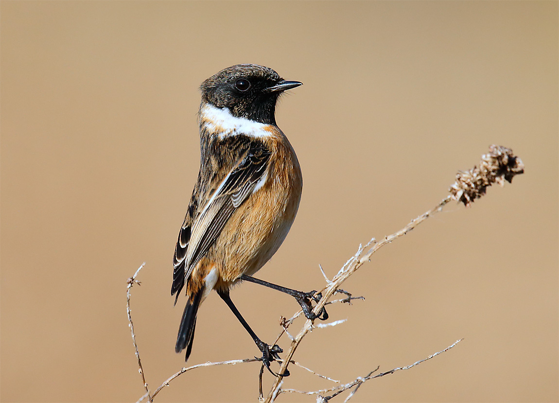 Stonechat_J4X3625
