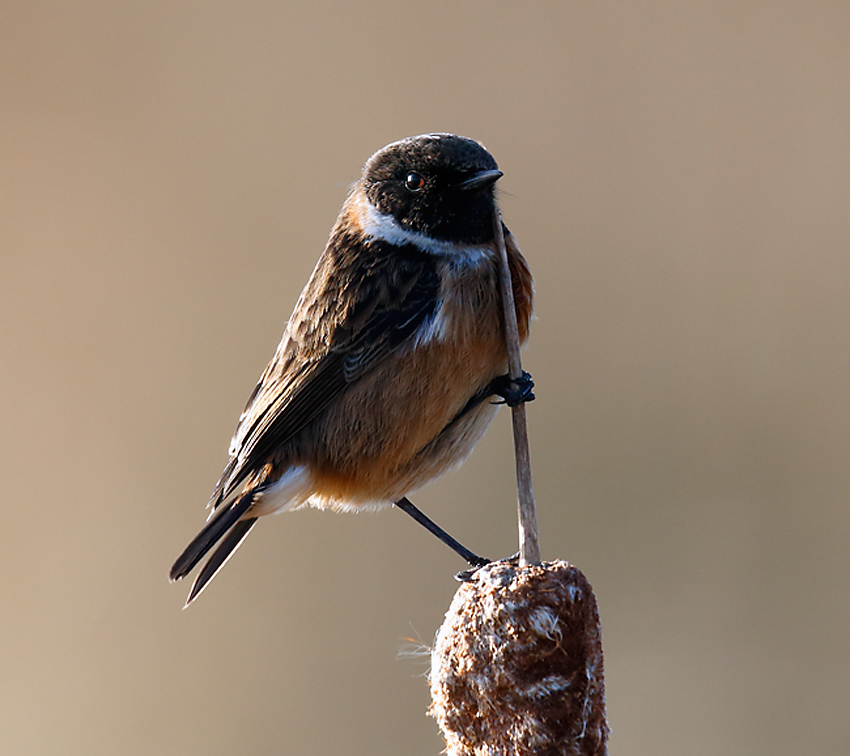 Stonechat_J4X3694