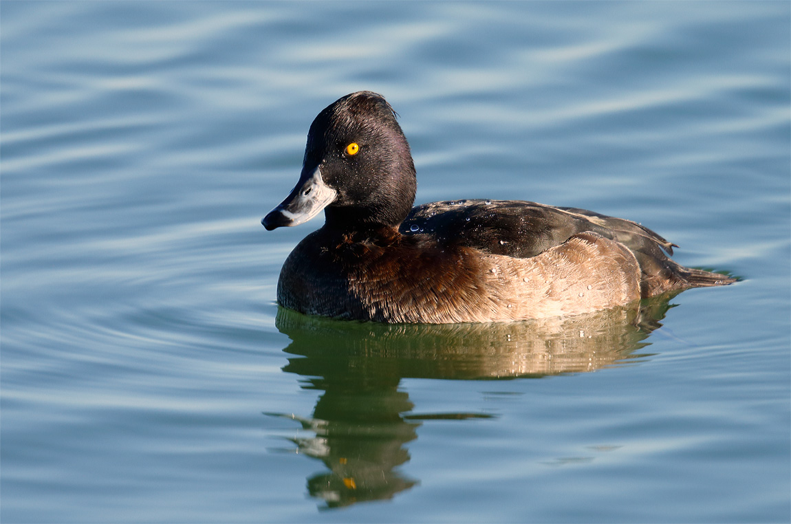 Tufted Duck_J4X3379