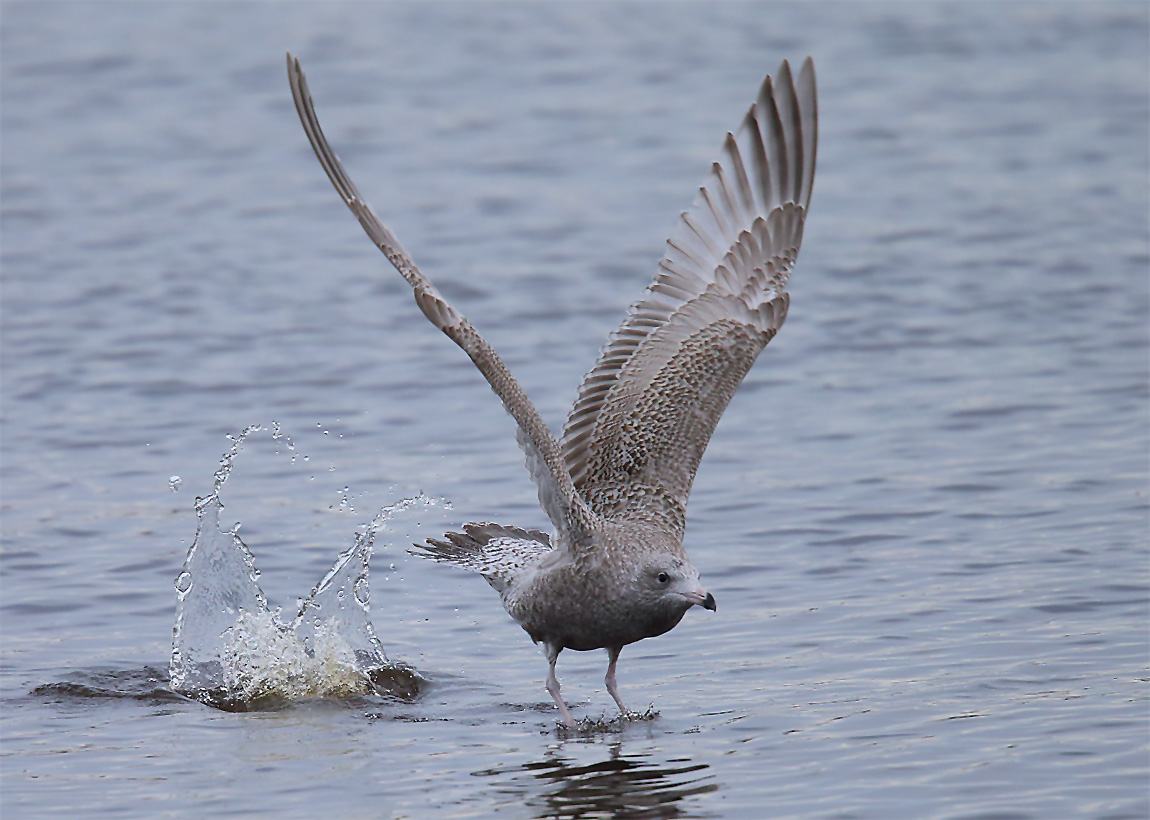 Viking Gull 1883941