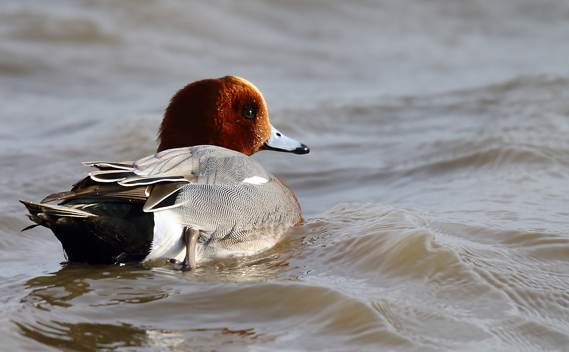 Wigeon 2766979