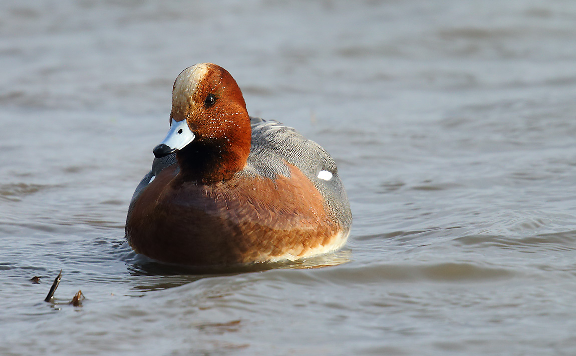 Wigeon 2780980