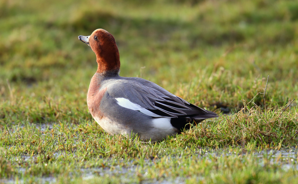 Wigeon 3155998