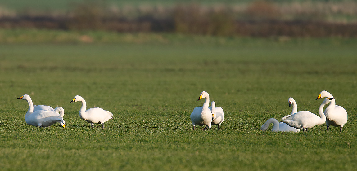 Wild Swans_J4X3727