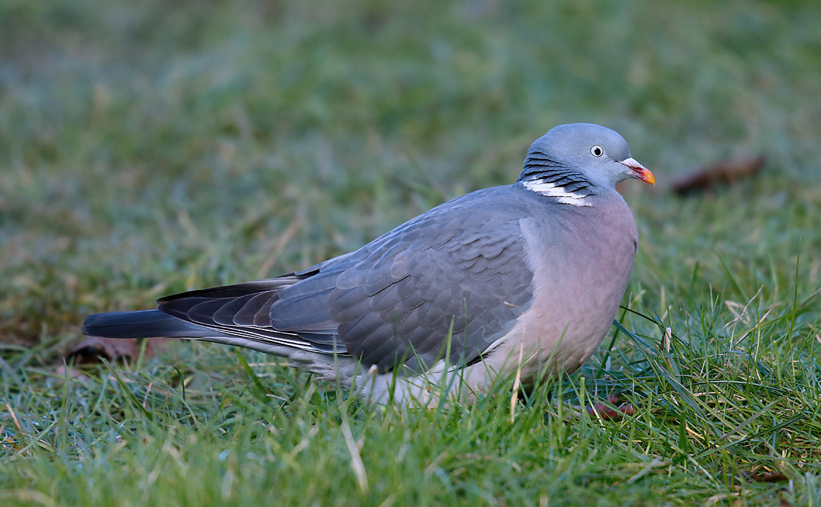 Woodpigeon_J4X4011