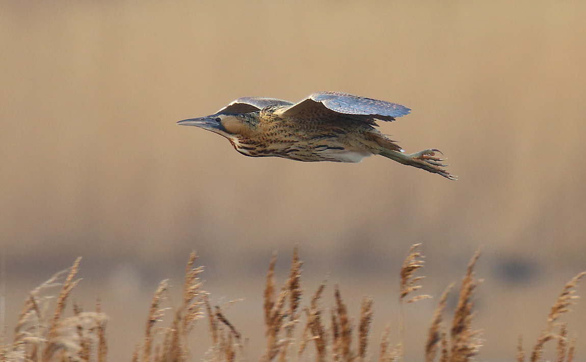 Bittern 49411063