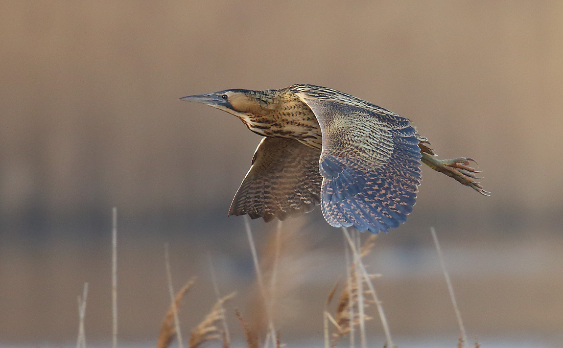 Bittern 49441064