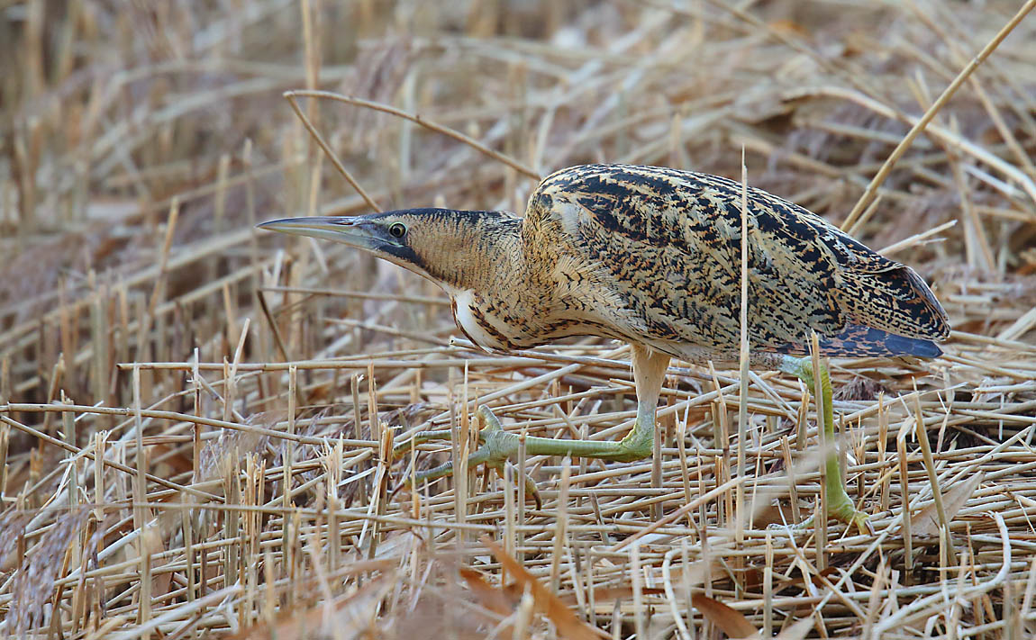 Bittern 49491065