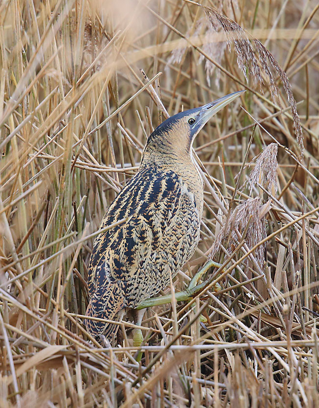 Bittern 49811068