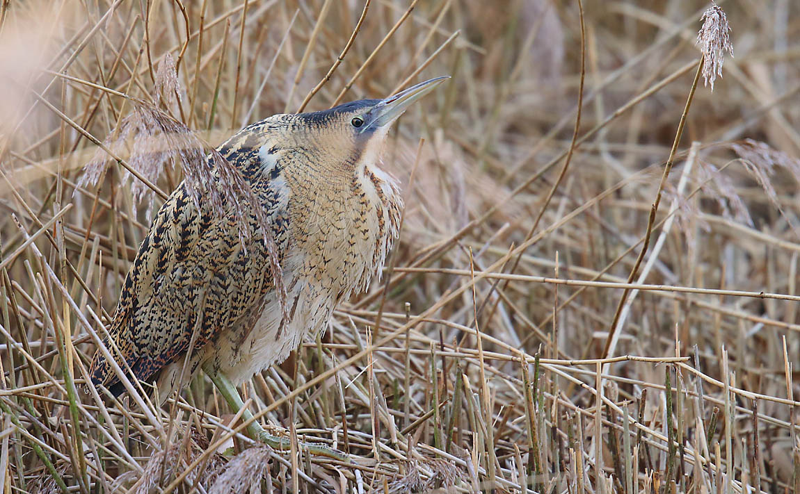 Bittern 49951069
