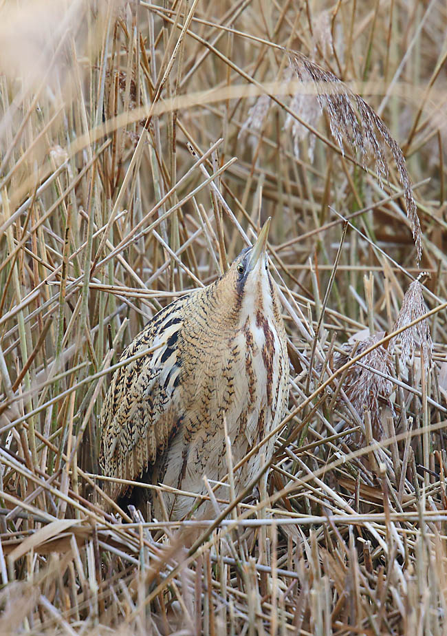 Bittern 50321074