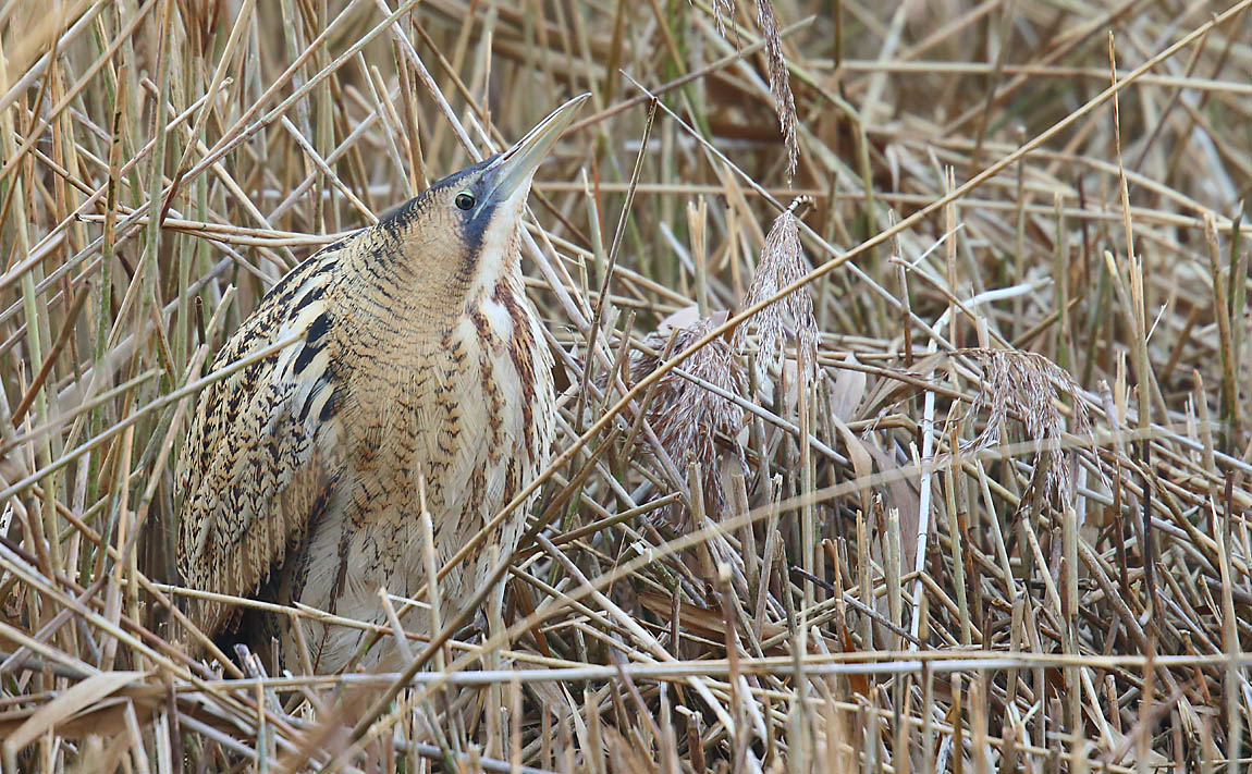 Bittern 50441076