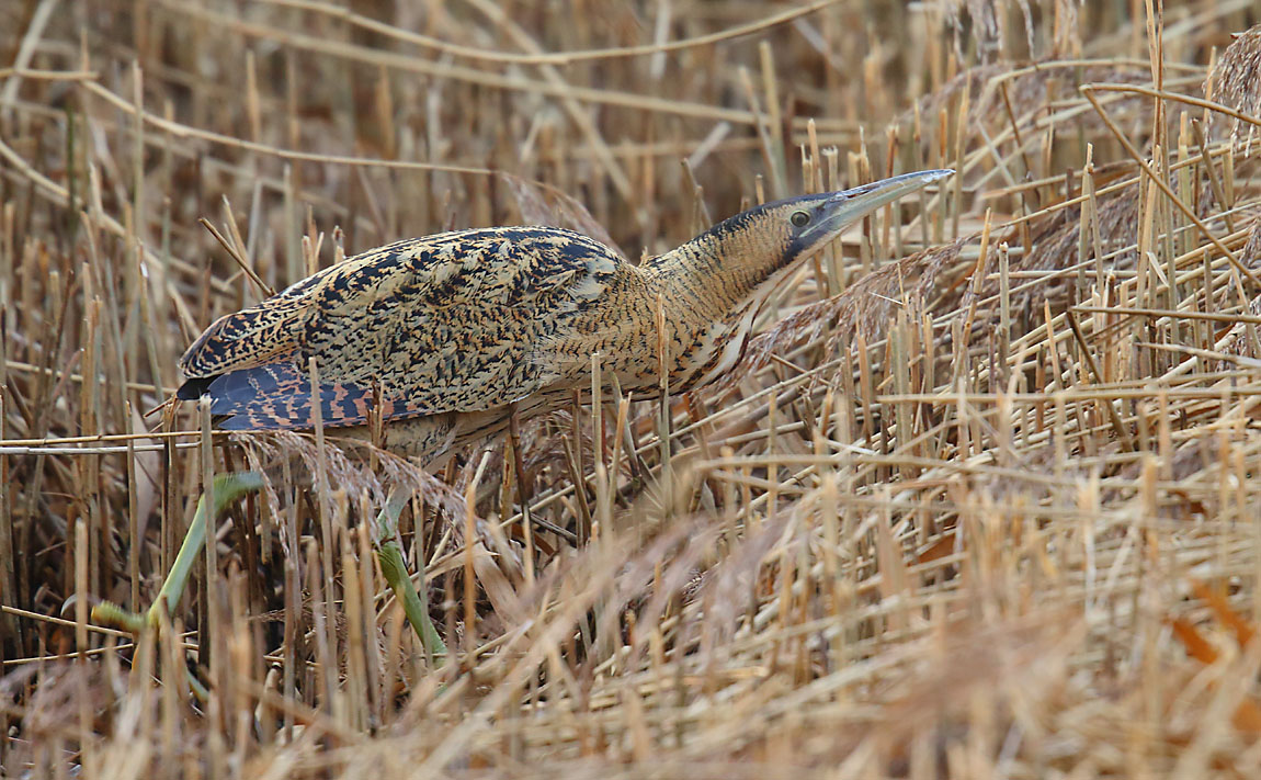 Bittern 50861078