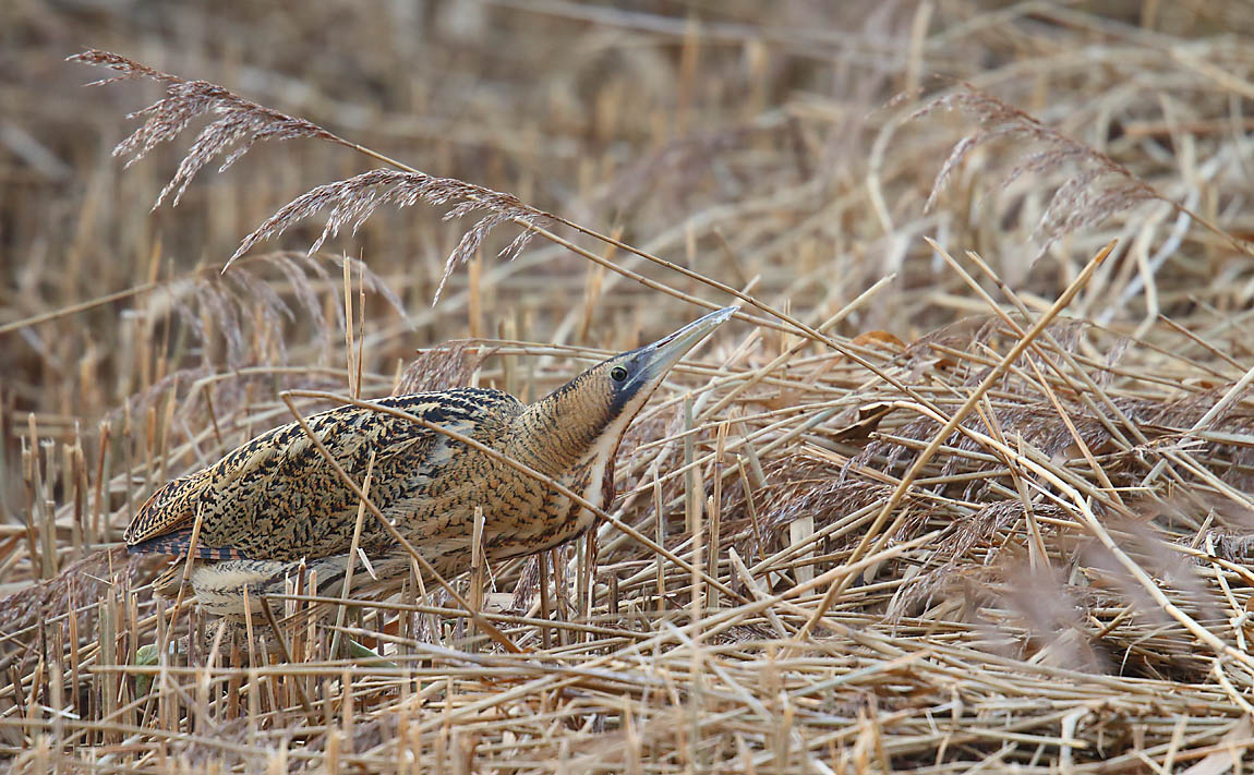 Bittern 51001080