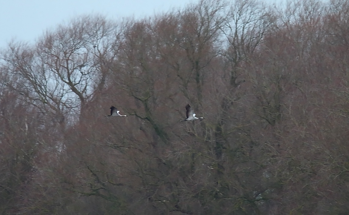 Common Crane 40881013