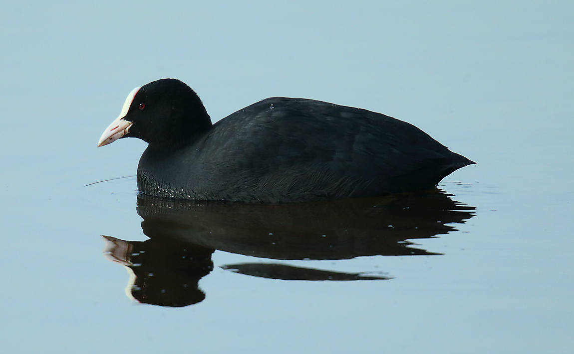Coot 48971060