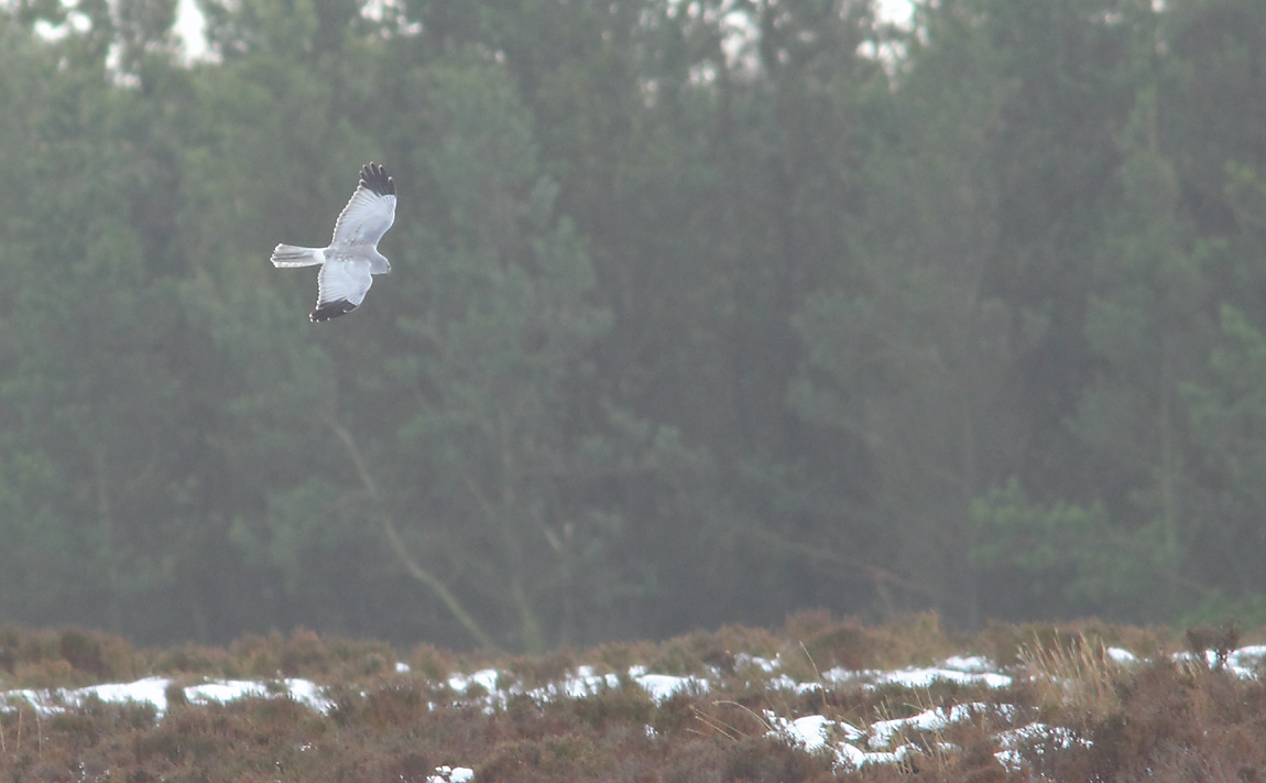 Hen Harrier 02851011