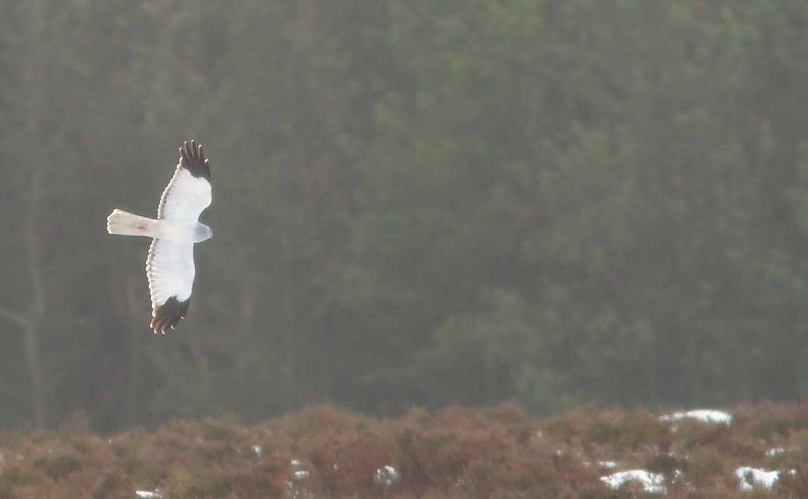 Hen Harrier 02931012
