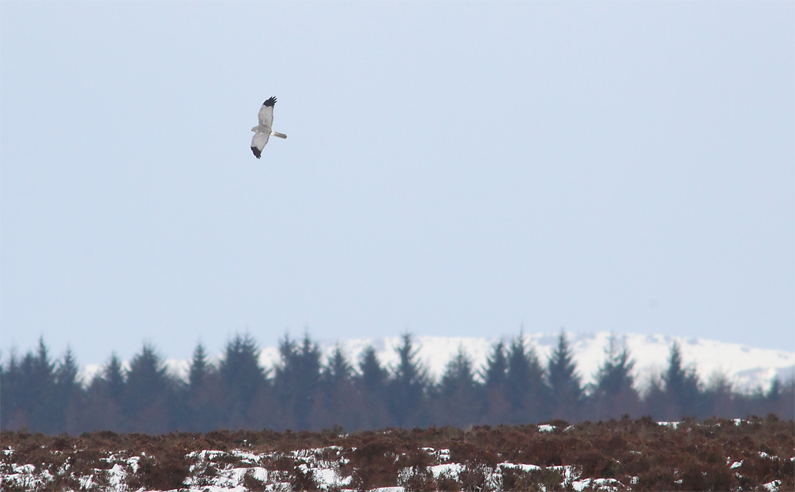 Hen Harrier 03221009