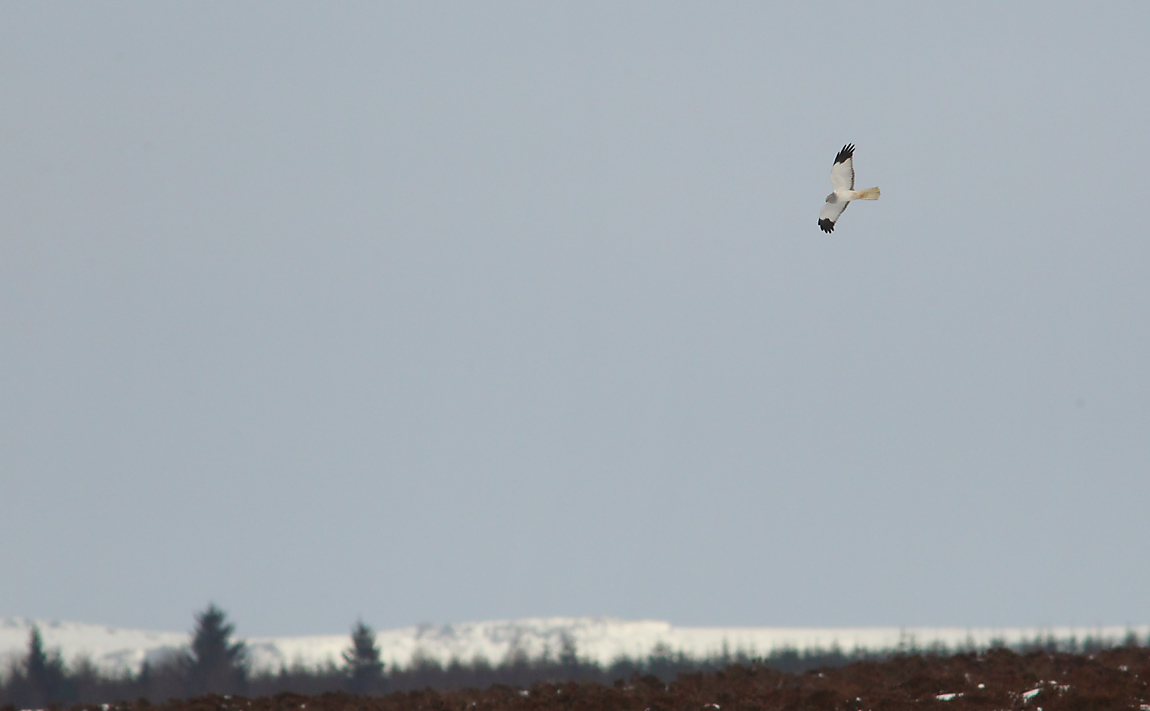 Hen Harrier 03431007